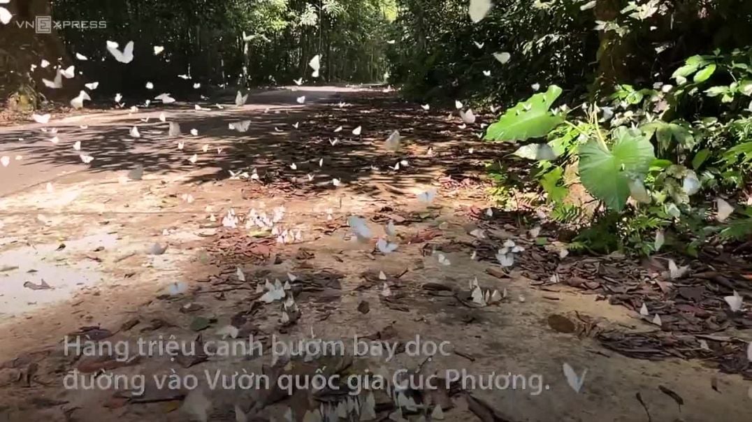 Du khách trải nghiệm rừng bướm ở Cúc Phương