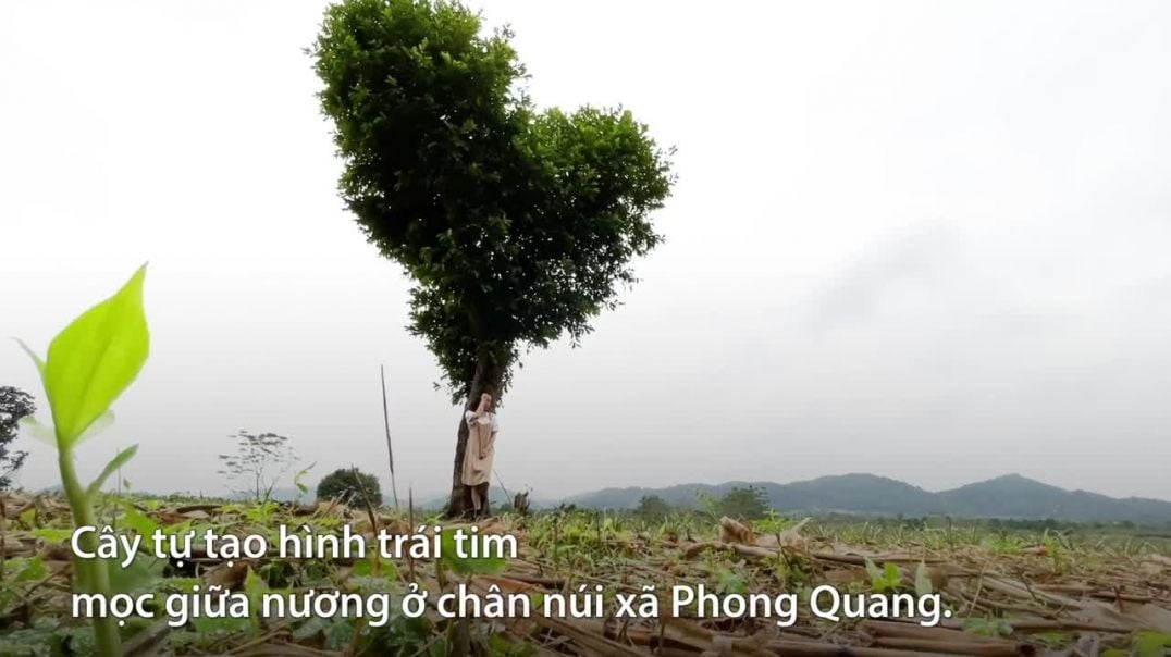 Cây tự tạo hình trái tim giữa nương