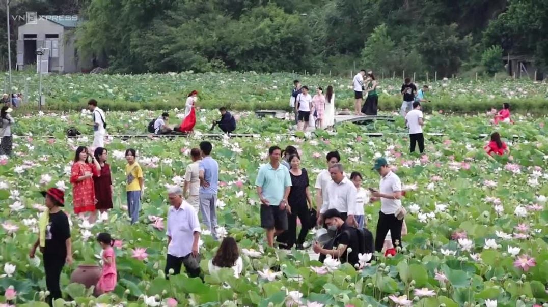 Đầm sen Hang Múa đông nghịt khách trải nghiệm