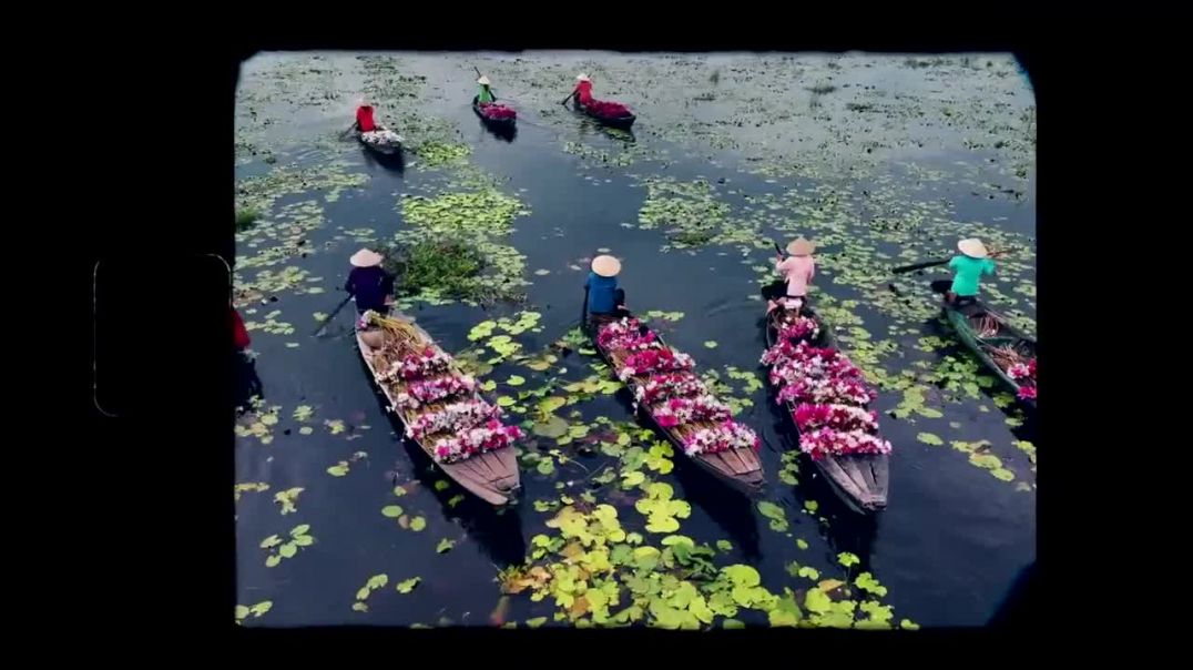 Hái hoa súng ma trên đồng lũ Long An