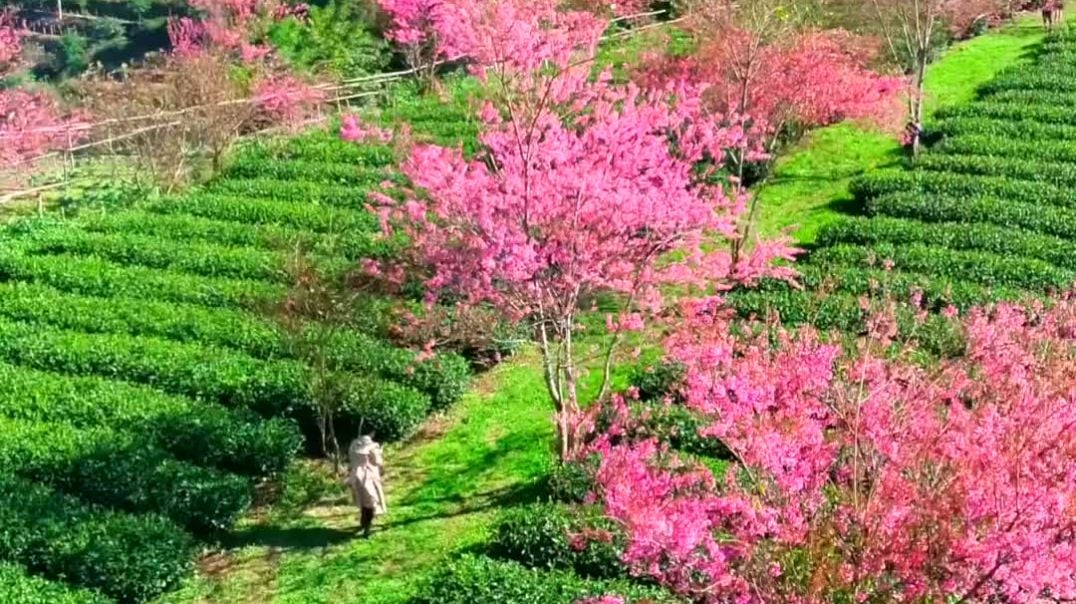 Mai anh đào khoe sắc đỏ trên đồi chè Sa Pa