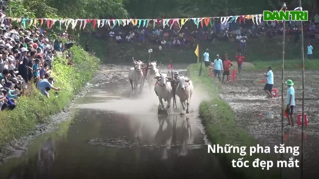 26 cặp -bò chiến- tranh tài khốc liệt ở Chùa Rô An Giang (Video- Vũ Thịnh)