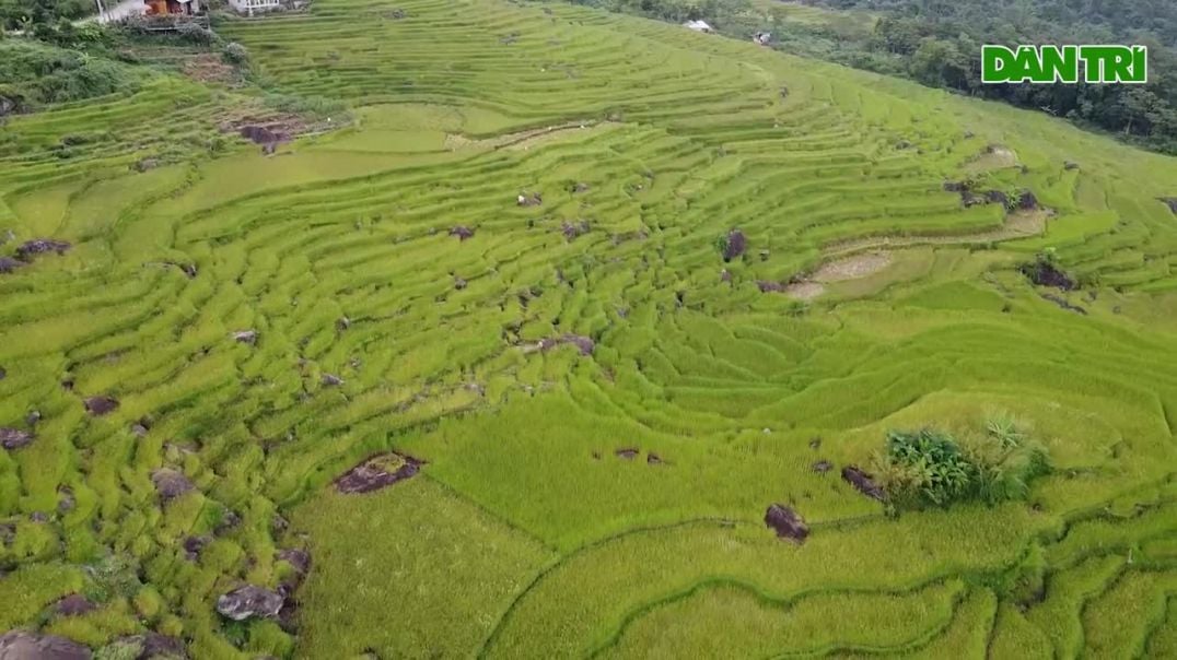 Mê mẩn ngắm mùa vàng trên đỉnh Pù Luông (Video- Thanh Tùng)