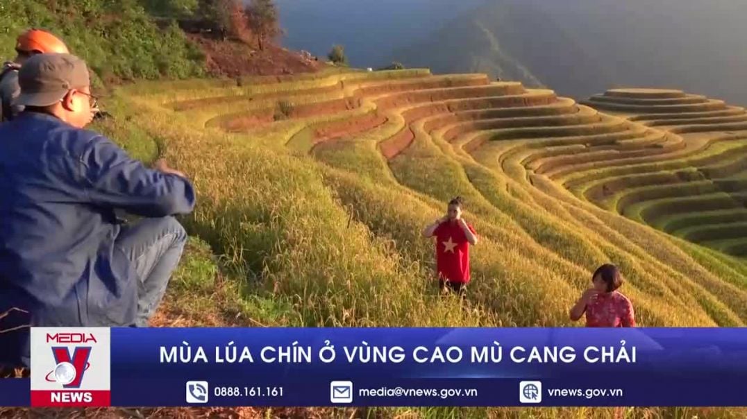 Mùa lúa chín ở vùng cao Mù Cang Chải