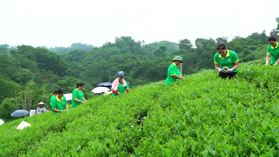 Phú Đỉnh Trà Tuất Thoi