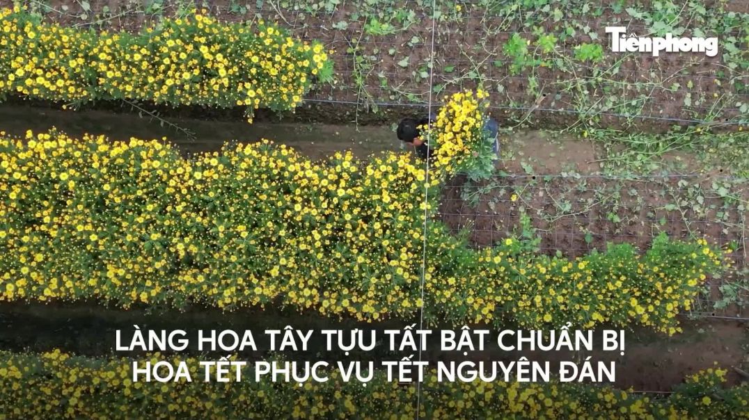 Làng hoa lâu đời nhất miền Bắc tất bật chuẩn bị vào vụ Tết