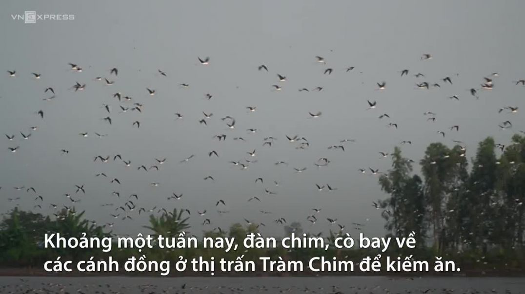 Đàn chim, cò xuất hiện dày đặc trên cánh đồng ở miền Tây