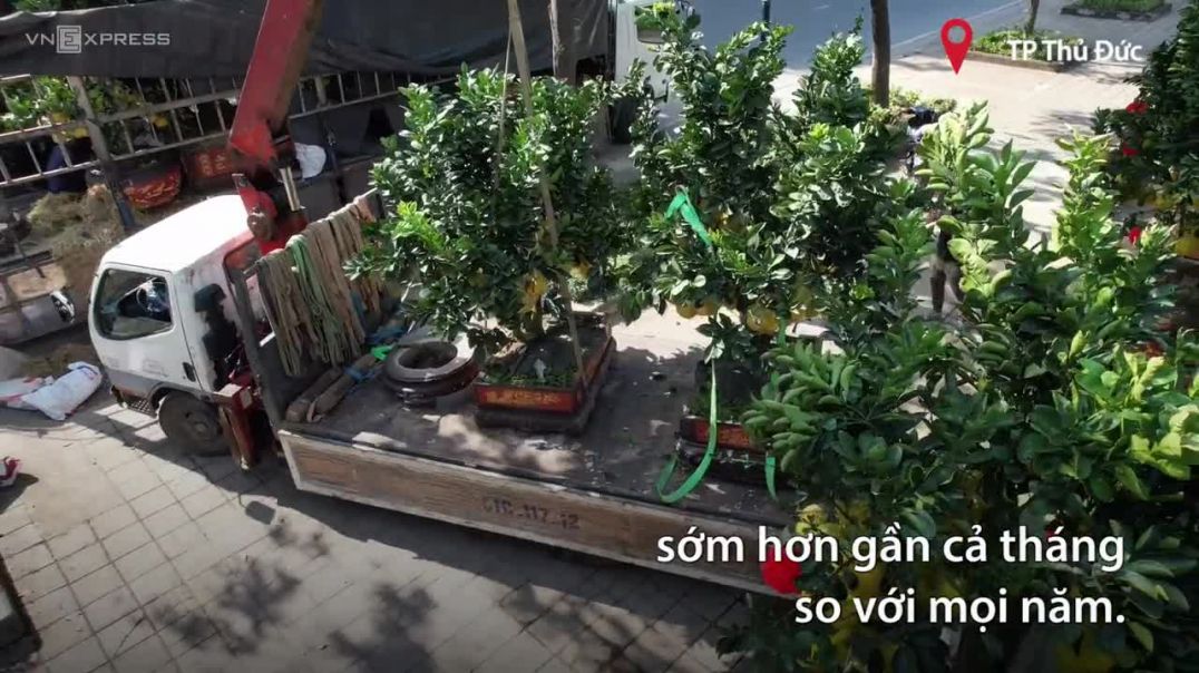 Nhà vườn đưa bưởi Diễn vào miền Nam bán Tết sớm