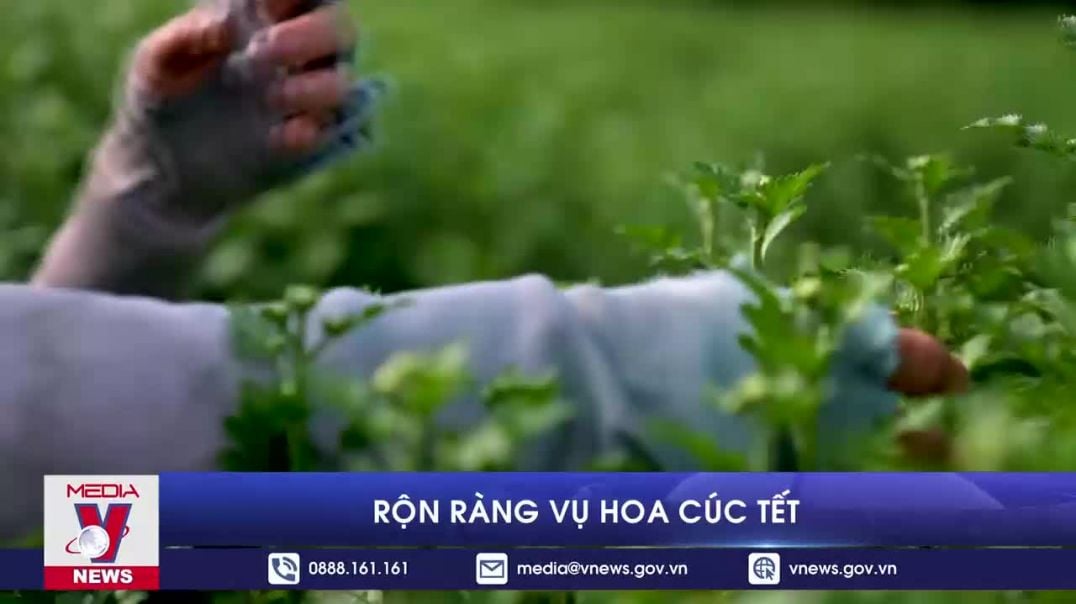 Rộn ràng vụ hoa cúc tết