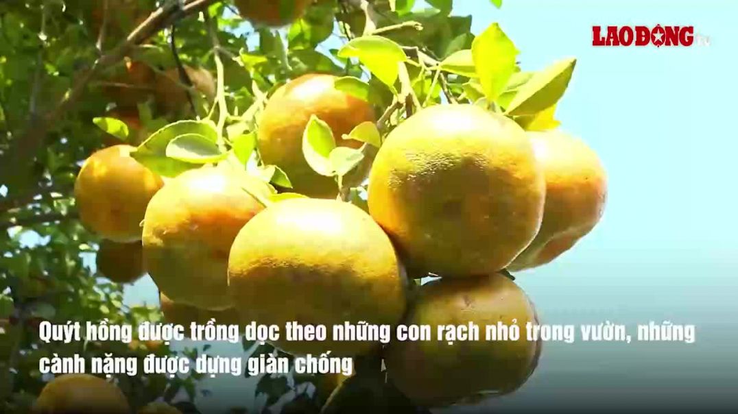 Bên trong vườn quýt hồng chín rực đón Tết ở Cần Thơ