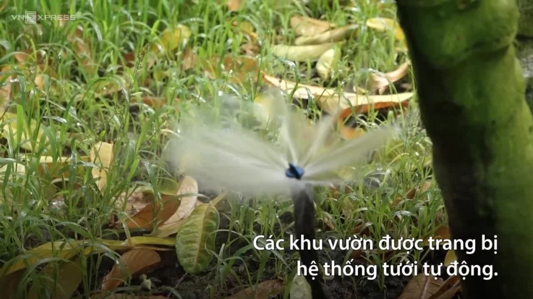 Vựa phật thủ lớn nhất miền Bắc vào vụ Tết