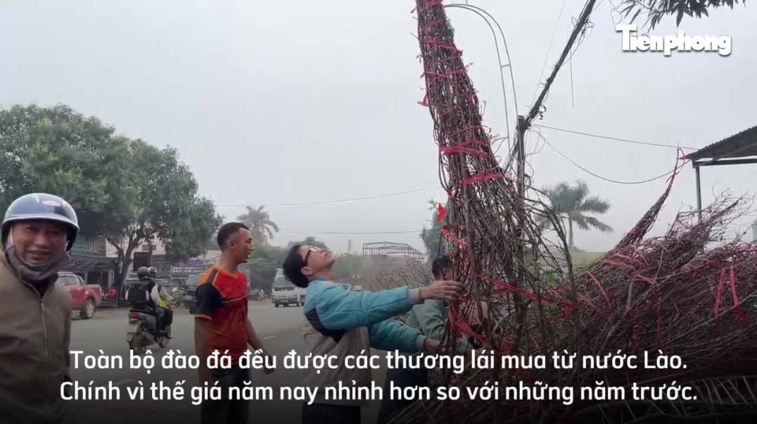 Đào đá phủ đầy rêu phong, giá cao vẫn hút khách dịp Tết