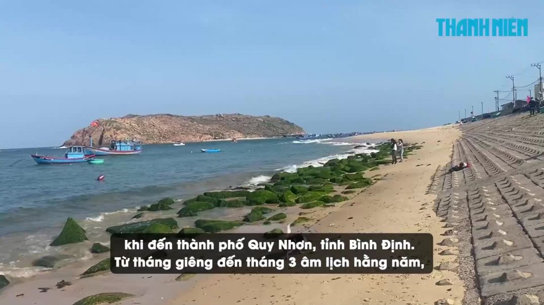 Ngắm mùa rêu xanh tuyệt đẹp ở biển Quy Nhơn