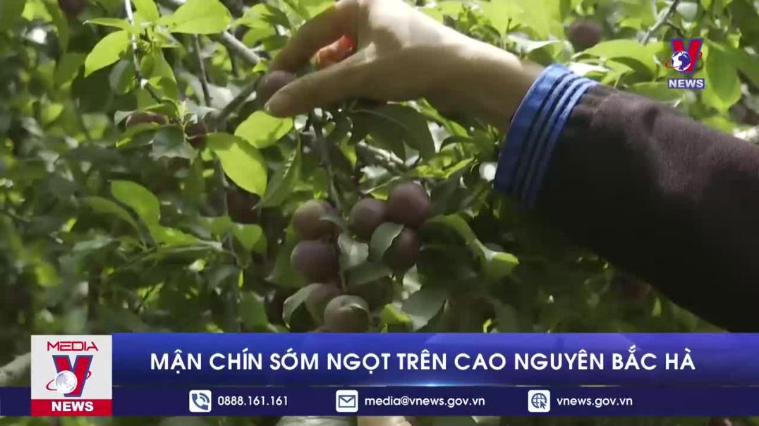 Mận chín sớm ngọt trên cao nguyên Bắc Hà