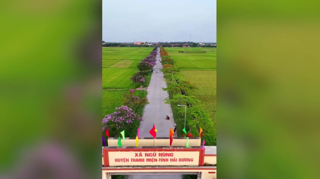 ⁣Con đường 800m hot nhất Hải Dương- Bên đỏ rực hoa phượng, bên tím rịm bằng lăng