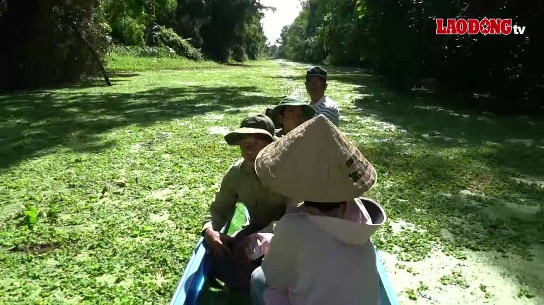 ⁣Trải nghiệm đi vỏ lãi khám phá sông nước, hệ sinh thái rừng ở miền Tây