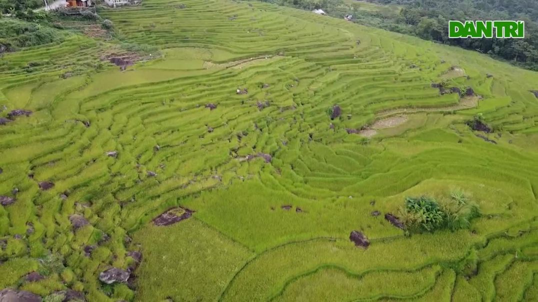 Mê mẩn ngắm mùa vàng trên đỉnh Pù Luông