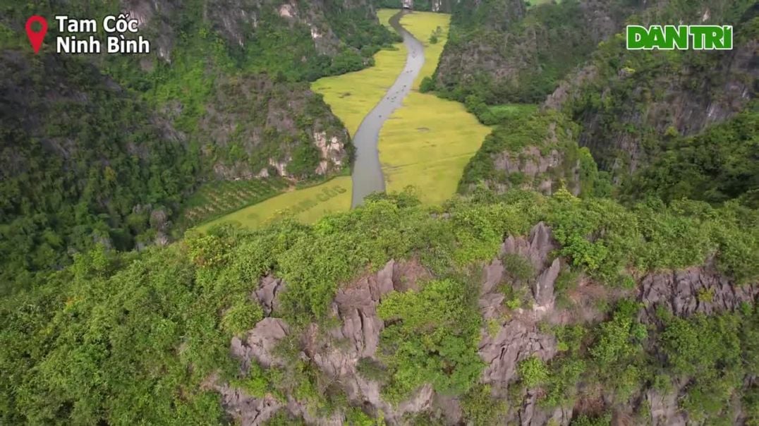 ⁣Đồng lúa Tam Cốc chín vàng rực trong di sản thiên nhiên thế giới