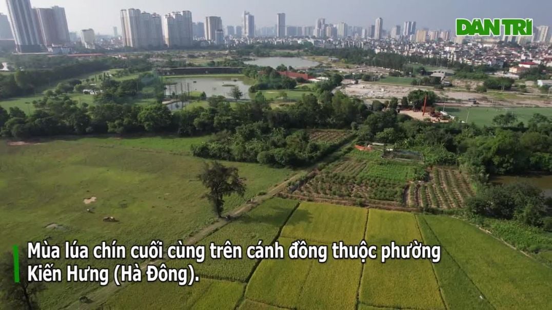 Những mùa lúa cuối cùng vùng ngoại thành Hà Nội