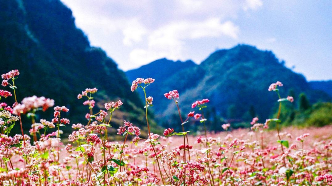 Loài hoa tam giác mạch trên cao nguyên đá Đồng Văn