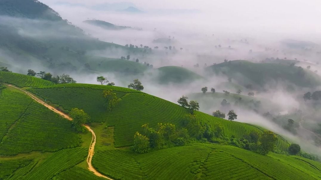 Đồi chè Long Lốc - Tân Sơn - Phú Thọ