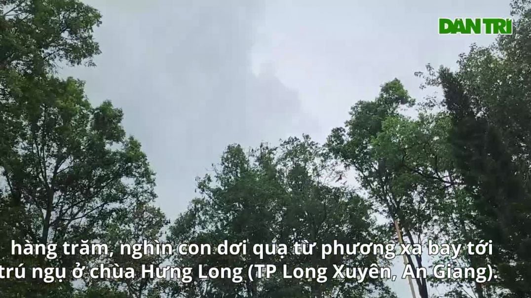 Những ngôi chùa miền Tây thu hút chim, dơi về trú ngụ suốt nhiều thập kỷ