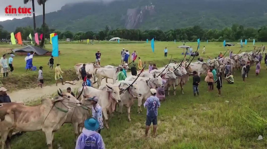 Sôi động Hội đua bò Bảy Núi ở An Giang