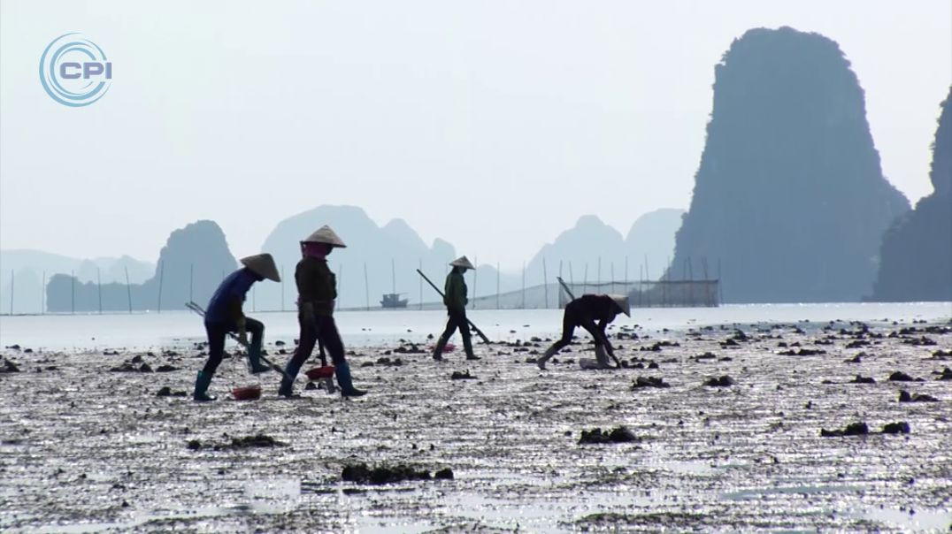 ⁣Theo chân ngư dân Quảng Ninh đi bắt Sá Sùng