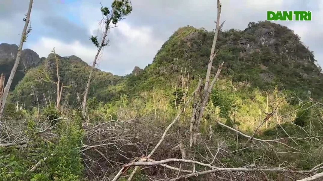 ⁣Xuyên Vườn quốc gia Cát Bà chứng kiến cảnh rừng bị tàn phá nặng vì bão Yagi