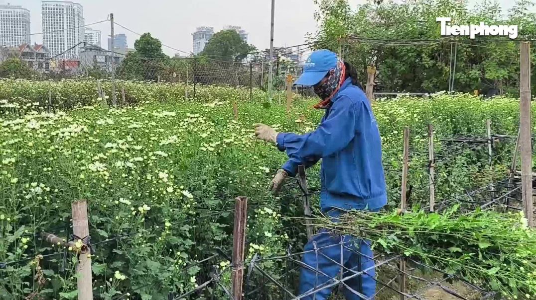 ⁣Vườn cúc họa mi hiếm hoi sống sót sau bão Yagi bung nở, khoe sắc