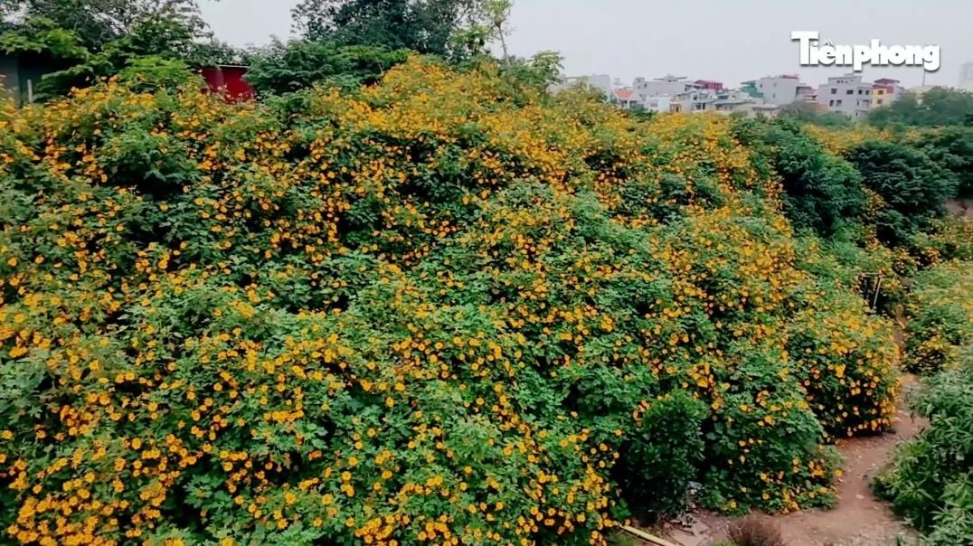 Chiêm ngưỡng vẻ đẹp hoa tam giác mạch, dã quỳ vàng nở rộ giữa lòng Thủ đô.