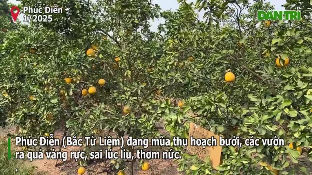 ⁣Vườn bưởi Phúc Diễn vàng rực vào vụ Tết