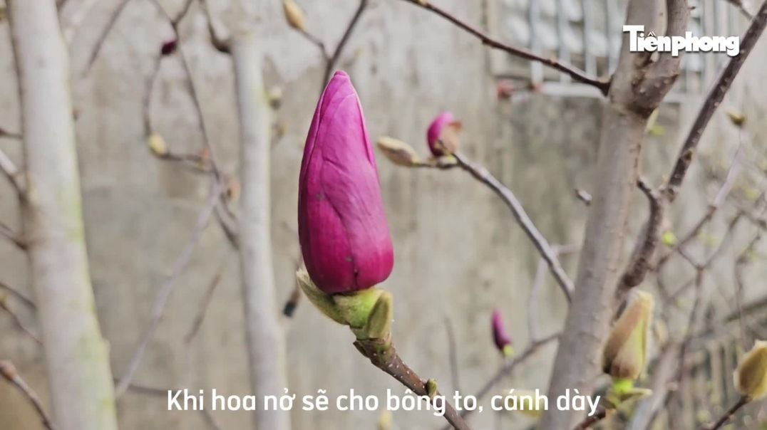 ⁣Loại hoa có thân như củi khô, giá hàng triệu đồng được săn lùng chơi Tết