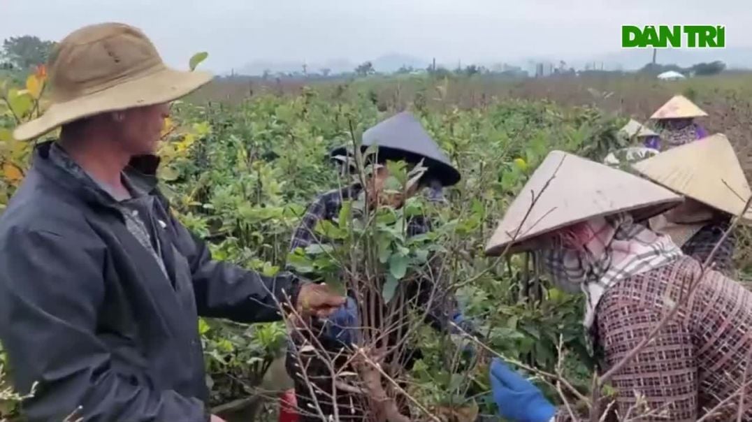 ⁣Nông dân ở thủ phủ mai vàng miền Trung -chạy đua- với Tết