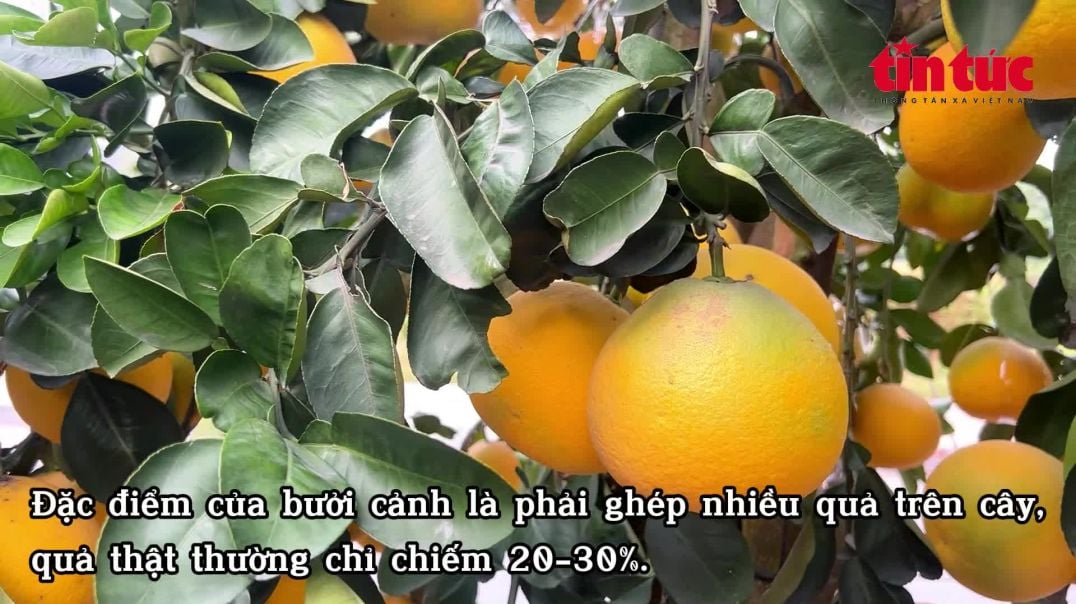 ⁣Bưởi cảnh hàng chục triệu đồng 'đổ bộ' đường phố Hà Nội đón Tết Ất Tỵ