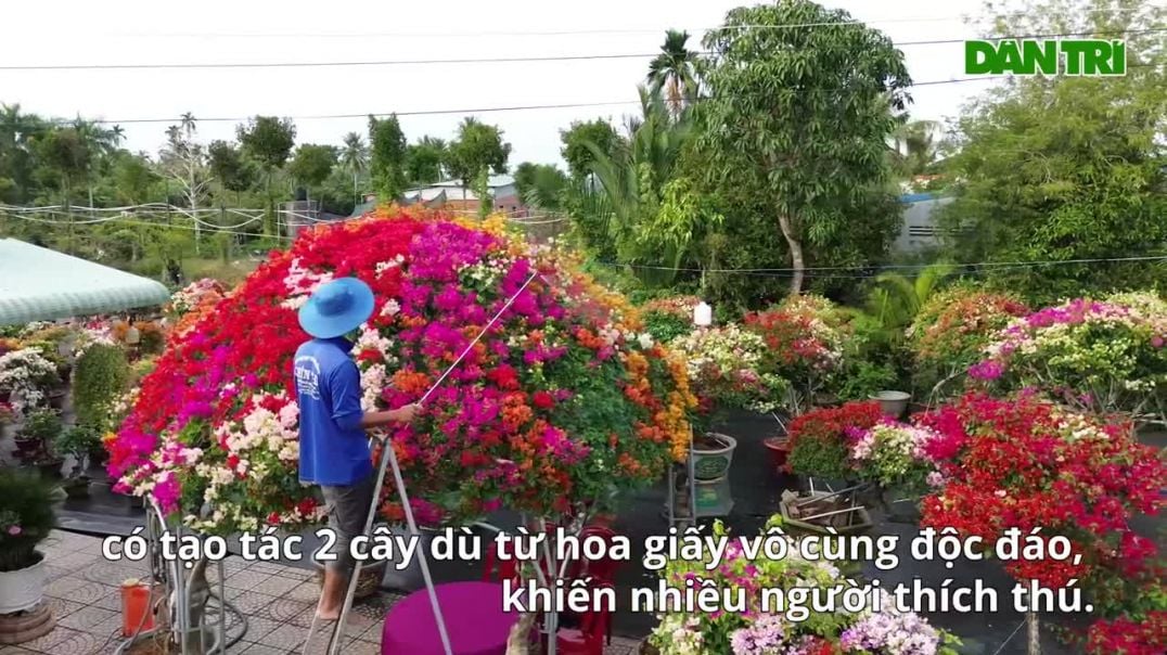 Ngắm cặp dù làm bằng hoa giấy độc lạ ở miền Tây