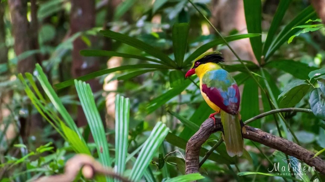 ⁣030_Charming Vietnam  [ Birds Photography at Dong Nai ]