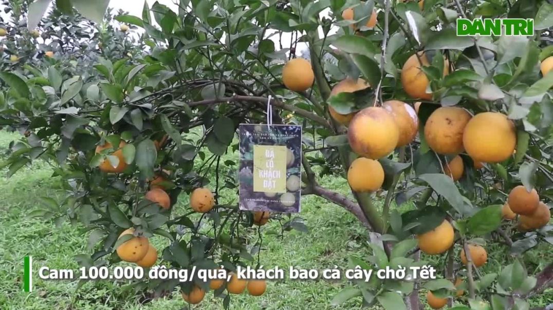 ⁣Cam 100.000 đồng/quả, khách chi 10 triệu đồng bao trọn cây chờ Tết