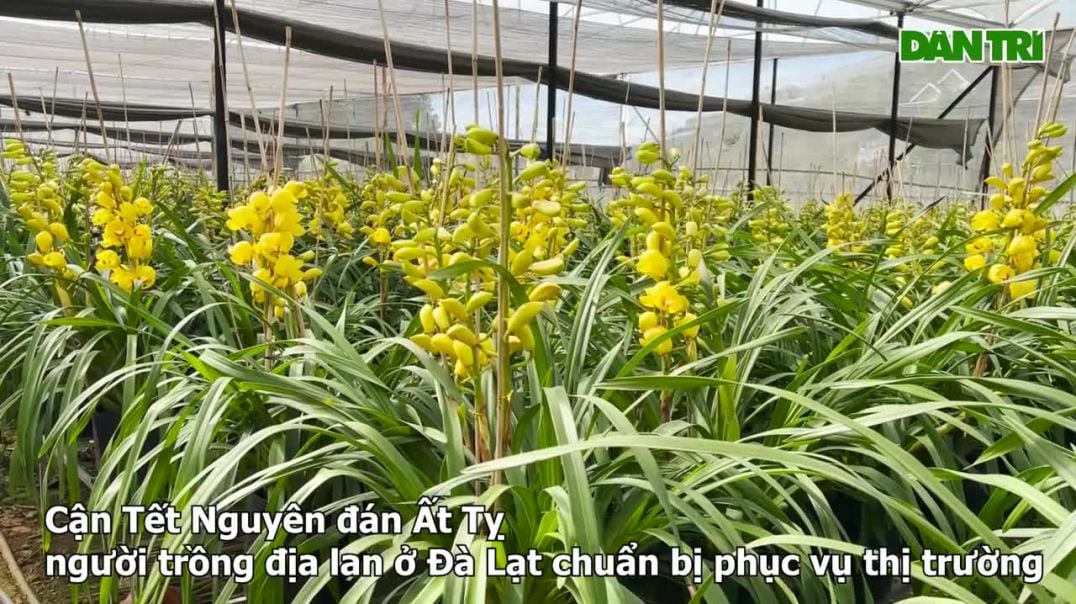 ⁣Làng sản xuất loại hoa có giá 500.000 đồng/cành thắng lợi vụ Tết